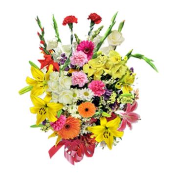 Burst of Colour