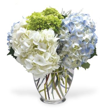 Hydrangea Feast