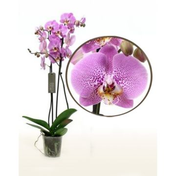 Pink Phalaenopsis Orchid