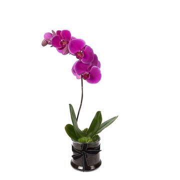 Potted Purple Phalaenopsis Orchid