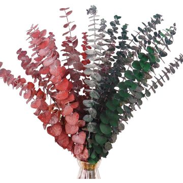 Preserved Assorted Eucalyptus