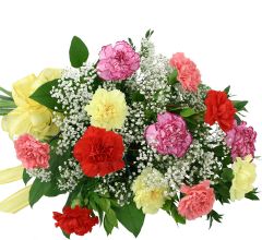 Mixed Carnations